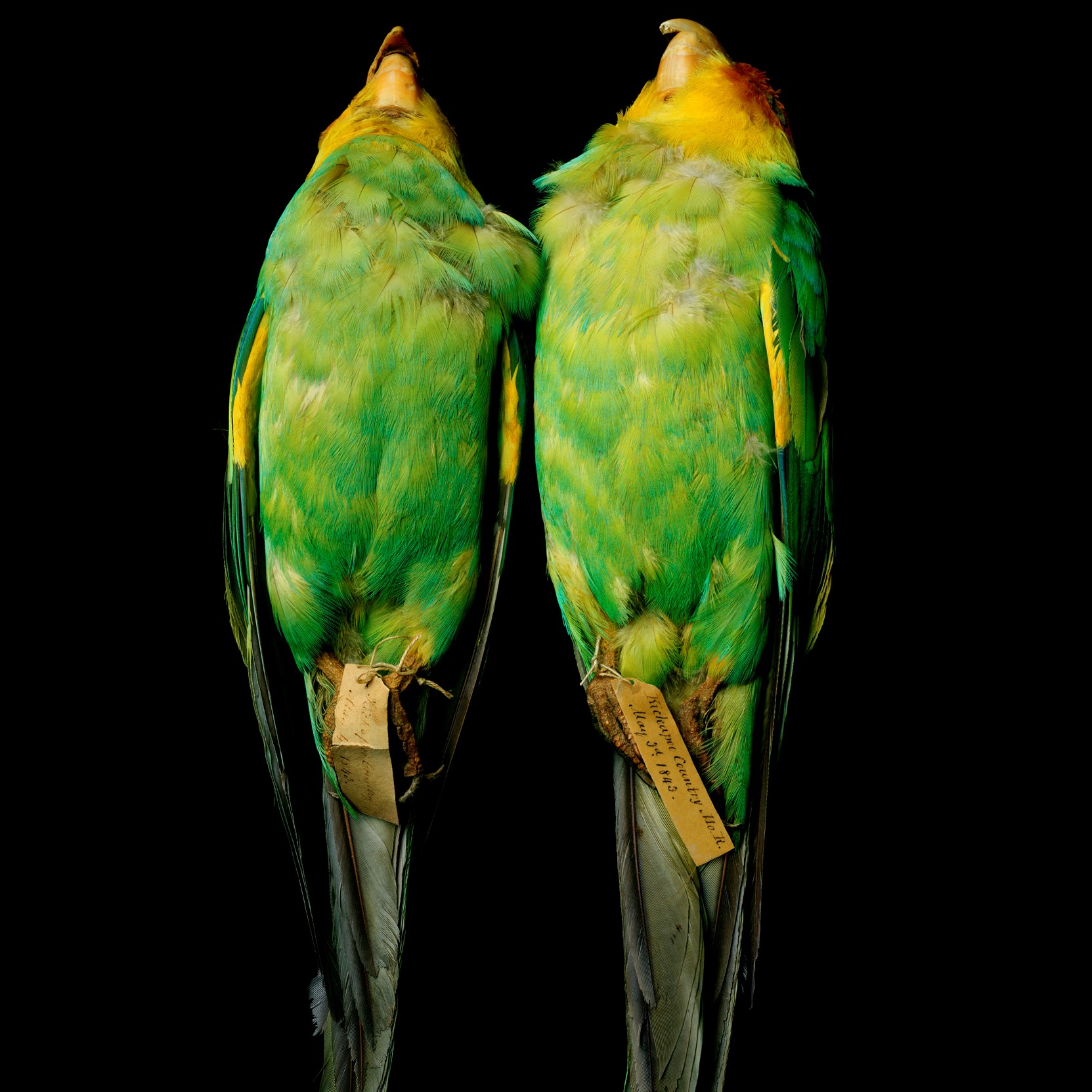 Carolina Parakeets